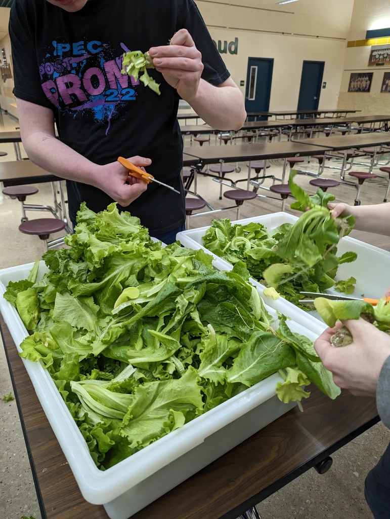 Lettuce grown through hydroponics unit