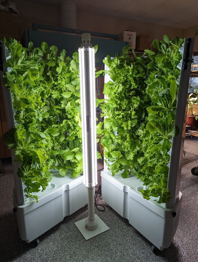 Lettuce grown through hydroponics unit